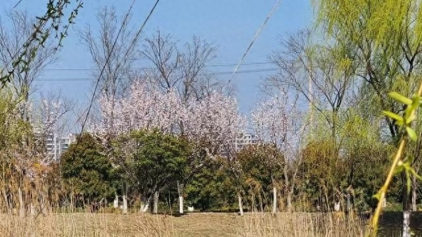 无锡天气_2026年江苏天气突变降温雨雪春捂指南_江苏气温骤降20℃到10℃冷空气影响