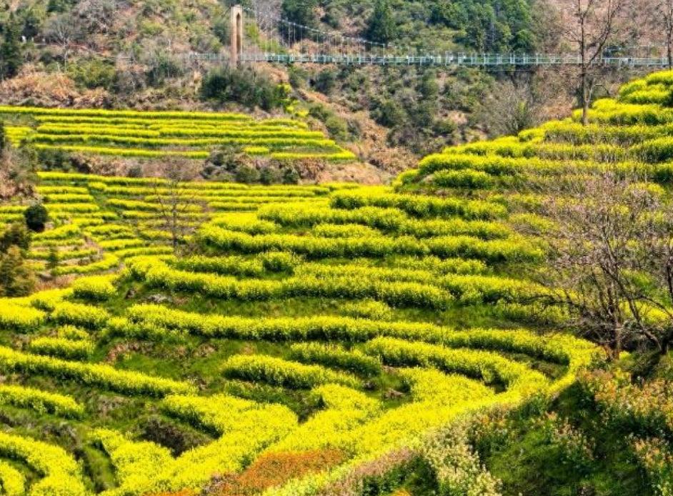 上饶市油菜花盛花期_烟雨江南赏花旅游安全提示_上饶天气