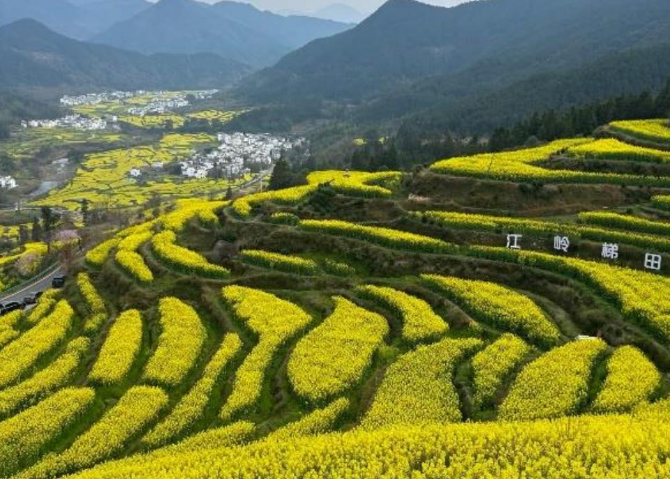 上饶天气_上饶市油菜花盛花期_烟雨江南赏花旅游安全提示