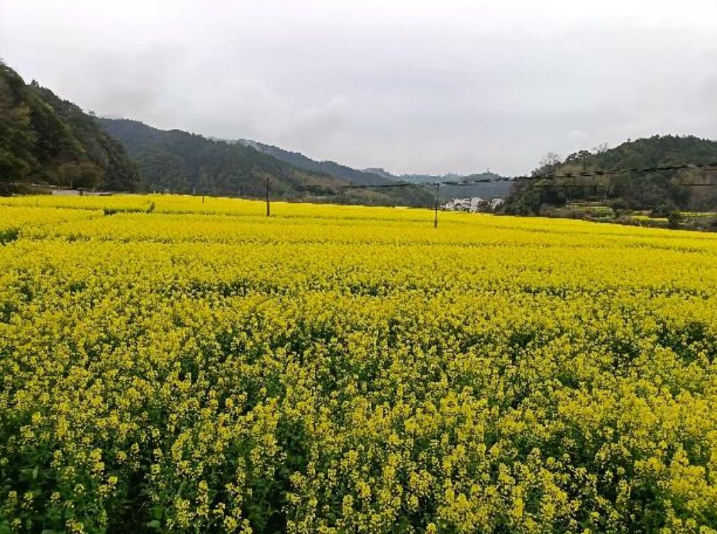 上饶天气_上饶市油菜花盛花期_烟雨江南赏花旅游安全提示