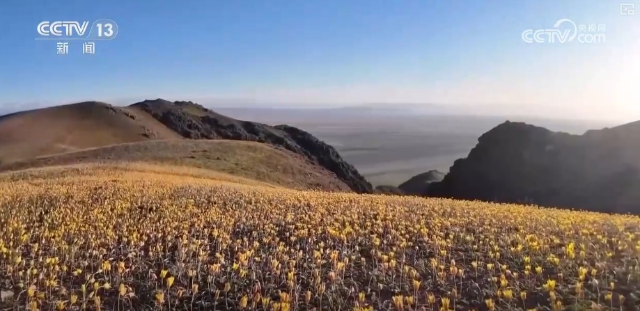洛阳天气_赏花指南推荐_清明假期天气差异