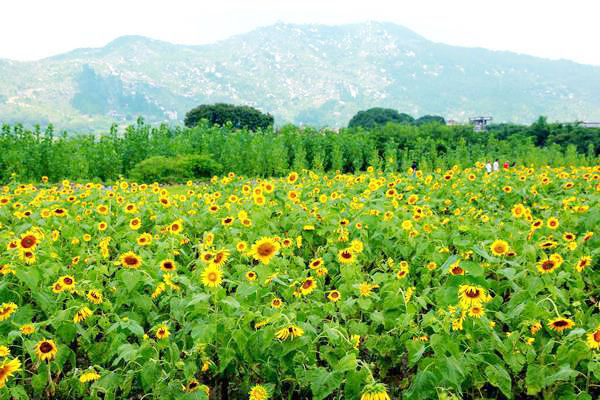 厦门清明假期天气预报_厦门天气预报_厦门岛外农庄休闲游