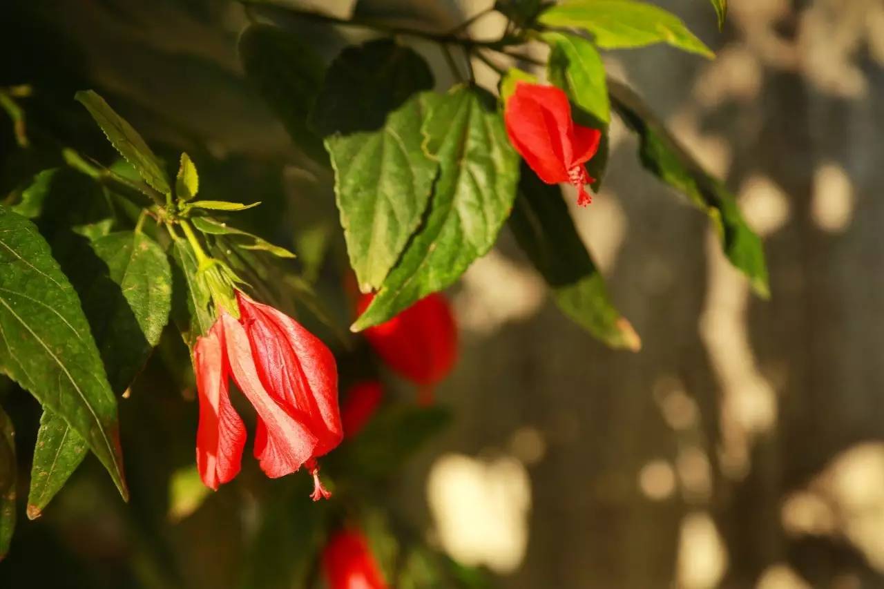 厦门天气预报_厦门回南天 晴天惊喜 厦门春天