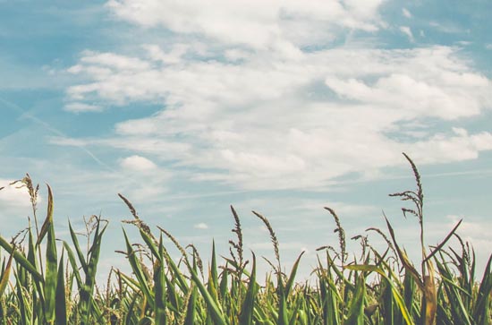 锦州6月9日天气预报:高温26℃~低温16℃,多云,不会下雨