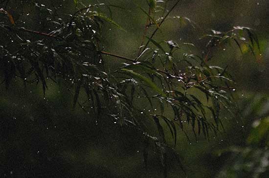 鄂州3月15日天气预报:高温14℃~低温7℃，小雨转阴，会下雨
