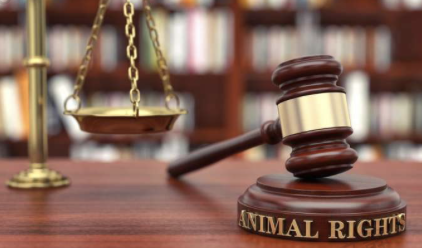 证监会一日下发6份罚单、4家被立案，4类隐匿伎俩踩入监管红线